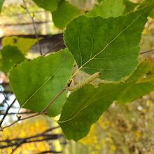 Betula populifolia leaf fruit MJP
