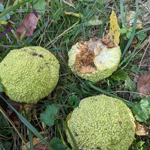 Maclura pomifera fruit (2)