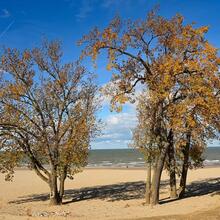 Populus deltoides form