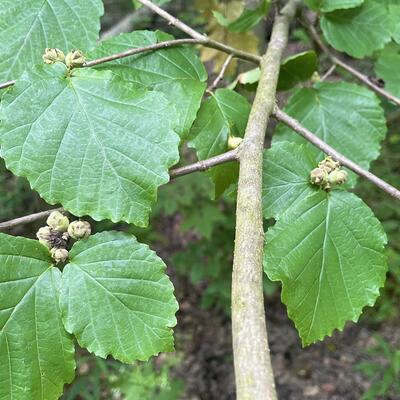 Witch-hazel