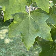 Acer nigrum leaf JB