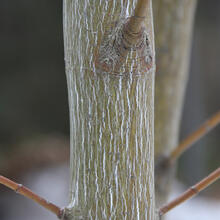 Acer pensylvanicum bark Dan Jaffe Native Plant Trust