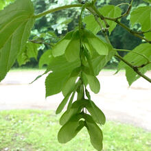 Acer pensylvanicum fruit CEH