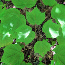 Acer pensylvanicum leaf