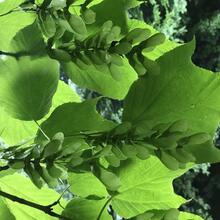 Acer pensylvanicum leaves seeds CEH