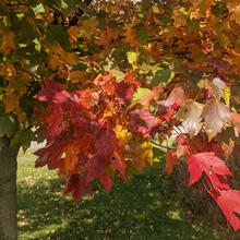 Acer rubrum fall color