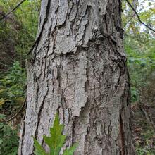 Acer saccharinum bark