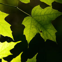 Acer saccharum leaves (2)