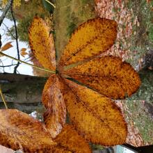 Aesculus flava leaf MJP