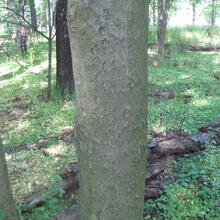 Aesculus glabra bark