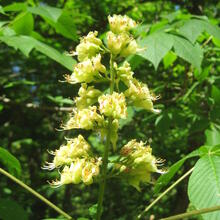 Aesculus glabra flower