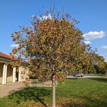 Aesculus glabra from