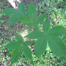 Aesculus glabra leaf