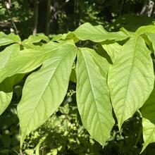 Asimina triloba leaf2 JB