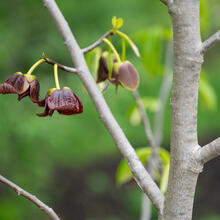 Asimina triloba flower