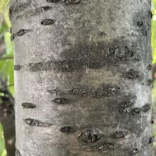 Betula alleghaniensis bark JB