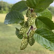 Betula alleghaniensis cones JB