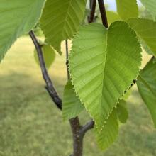 Betula alleghaniensis leaves