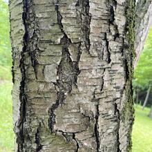 Betula lenta bark2 JB