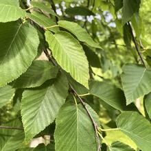 Betula lenta leaves2 JB