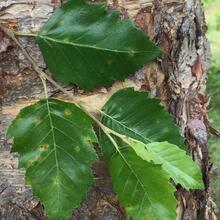 Betula nigra leaf ceh