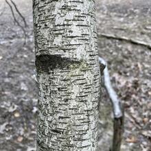 Betula populifolia bark JB