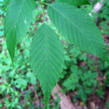 Carpinus caroliniana leaves