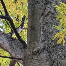 Mockernut Hickory | CMP Tree Selection Tool