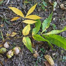 Carya tomentosa leaf nut
