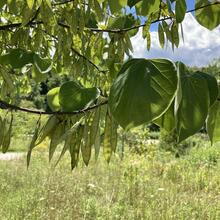 Cercis canadensis leaves fruit