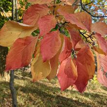 Cornus florida fall color (2)