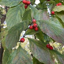 Cornus florida fruit CEH