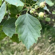 Crataegus persimilis leaf fruit JB