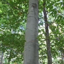 Fagus grandifolia bark 2