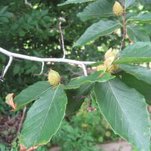 Fagus grandifolia leaf fruit