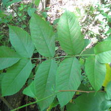 Fraxinus nigra leaf