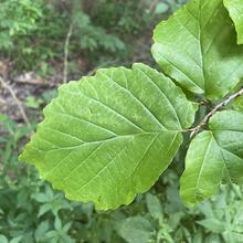 Hamamelis virginiana leaf JB