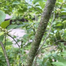 Ilex verticillata bark2 JB