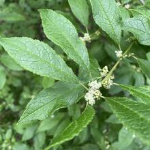 Ilex verticillata leaves flower JB