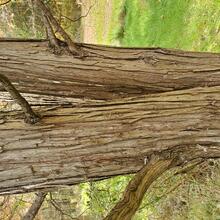 Juniperus virginiana bark MJP