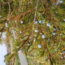 Juniperus virginiana cone MJP