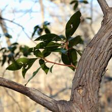 Kalmia latifolia bark