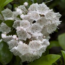 Kalmia latifolia flower