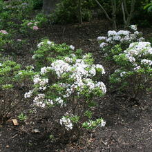 Kalmia latifolia form