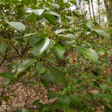 Kalmia latifolia leaf