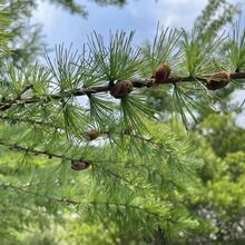 Larix laricina branch JB