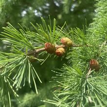 Larix laricina needles JB