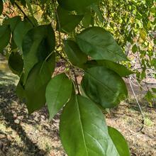 Maclura pomifera leaf