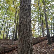 Magnolia acuminata bark