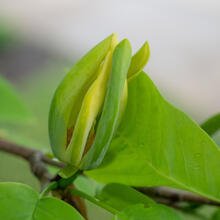 Magnolia acuminata flower